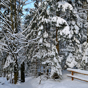 Tief im Wald