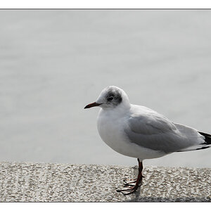 DSC0028a