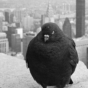 nyc taube