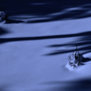 Midnight Blue