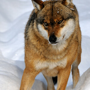 Wolf