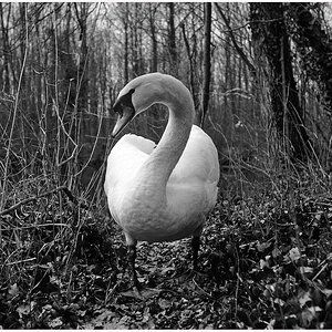schwan