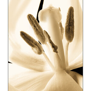 Leuchtende Tulpe 3