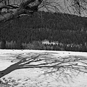 s DSC 1121 bwyellow 2