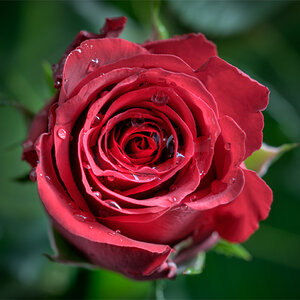 rose