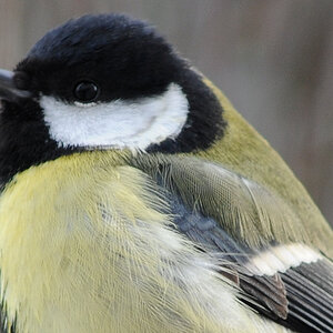 400 Crop