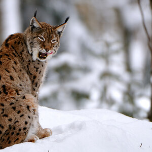 Luchs Weibchen