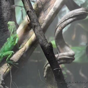echse im terrarium