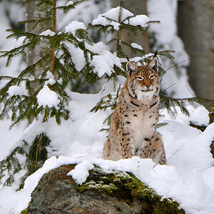 Luchs Weibchen