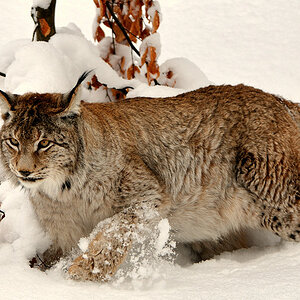 Luchs Kuder