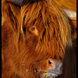 Schottisches Rind auf einer Wiese an einem kleinen See unterhalb von Amöneburg. Heißt irgendwas mit "Laache". Nikkor 18-135 bei 125mm / F 5,6 / 1/350s