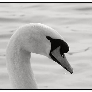 FCswan