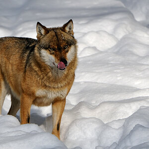 Wolf