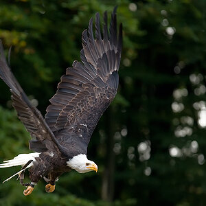 wkseeadler