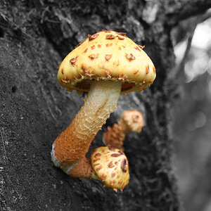 pilz