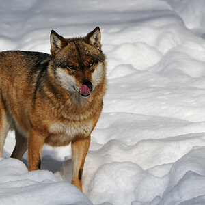 Wolf (überarbeitet)