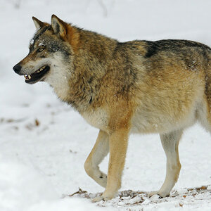 20090213 142711 NFF Bayerwald