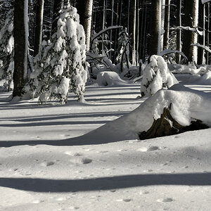 20090214 125428 NFF Bayerwald