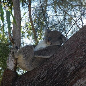 Koala
