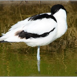 • Versteckter Säbel •

• Säbelschnäbler ( Lat.: Recurvirostra avosetta ) im Wagejot bei Oost auf Texel NL •
• Nikon D300 mit Nikkor AF 4,0/300mm IF D 