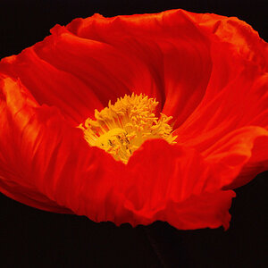 Feuerrote Blume etwas dezenter