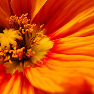 Gelbe Blume