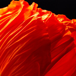 Feuerrote Blume von hinten
