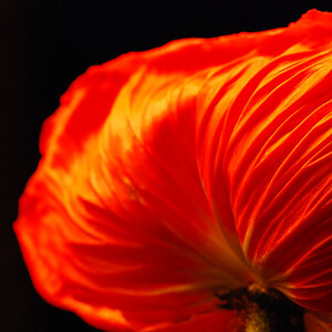 Feuerrote Blume von hinten 2