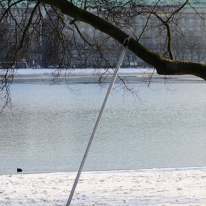 Baum mit Stütze in HH an der Alster