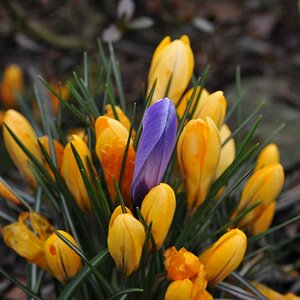 Blumen 10