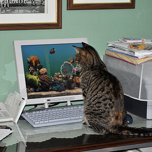 Nachdem, ich einen neuen Bildschirmschoner "Aquarium" gekauft habe, ging meine Mieze namens Holly auf Fischjagd. Sie war Tage nicht mehr vor