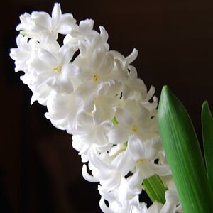 DSC 0246