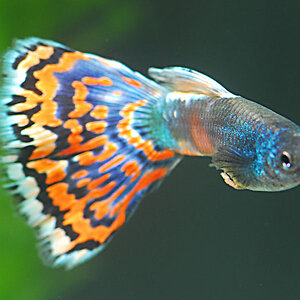 Guppy Triangel moskau bunt