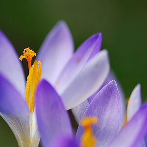 blume