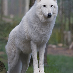 polarwolf