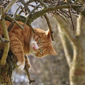 Rudi im Baum