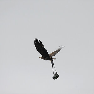 Adler11