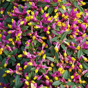 Polygala