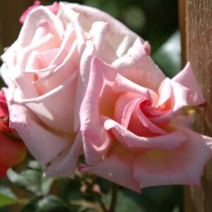 Rose an Pergula
