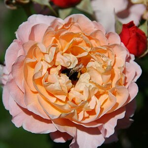 Rose im Beet