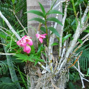 Wilde Orchide