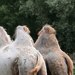 camel