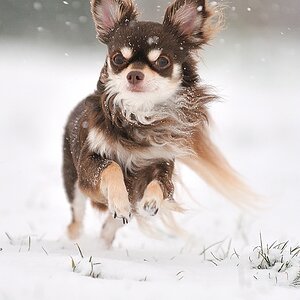 Schnee