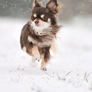 Schnee