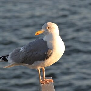 Möwe