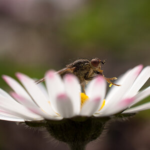 Fliege auf Gänseblümchen