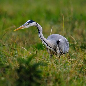 20120622 0332 [NIKON 1 V1] 600 mm,1 40 Sek. bei ƒ   4,0