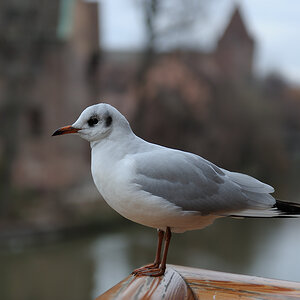 Ruheplätzchen 1
Möwe an der Pegnitz
Nürnberg
