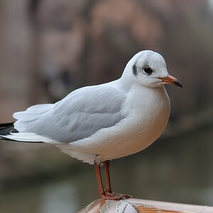 Ruheplätzchen 2
Möwe an der Pegnitz
Nürnberg