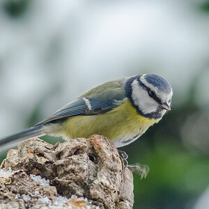 Blaumeise